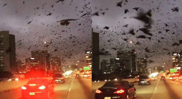 Ku�lar �ehri istila etti