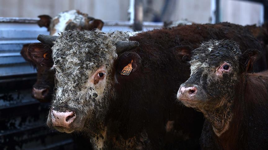 ESK'dan hayvan ithalat� a��klamas�