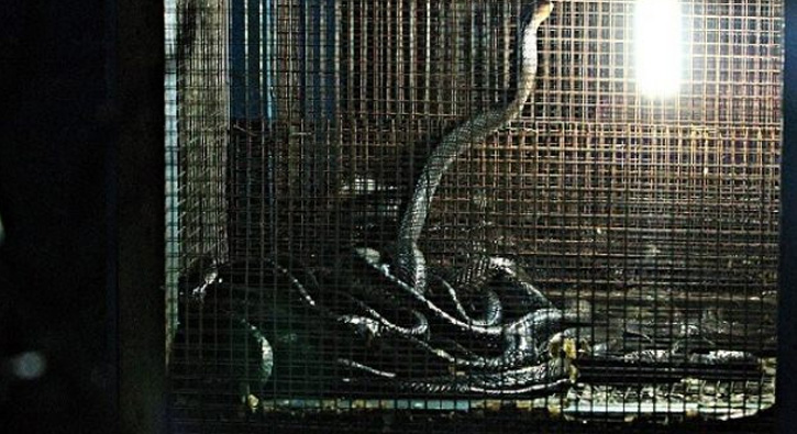 Kobralar �ifa da��t�yor