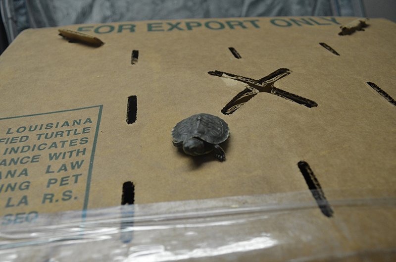 Kaplumba�alar g�mr��e tak�ld�