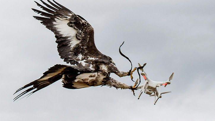 �zinsiz u�an �HA'lar� kartallar yakalayacak