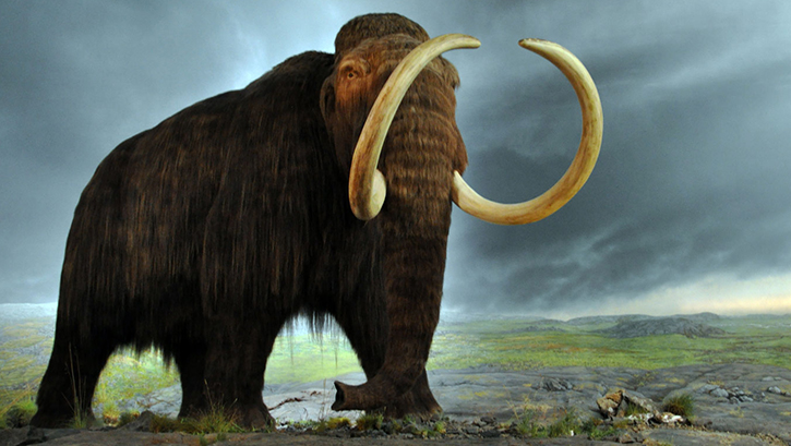 Bilim adamlar 4 bin yl nce nesli tkenen mamutlar geri getirecek