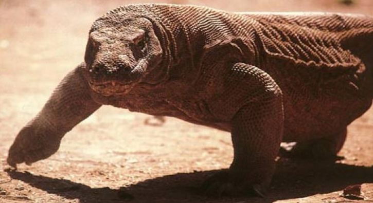 Fla komodo ejderi iddias! ifa kayna...