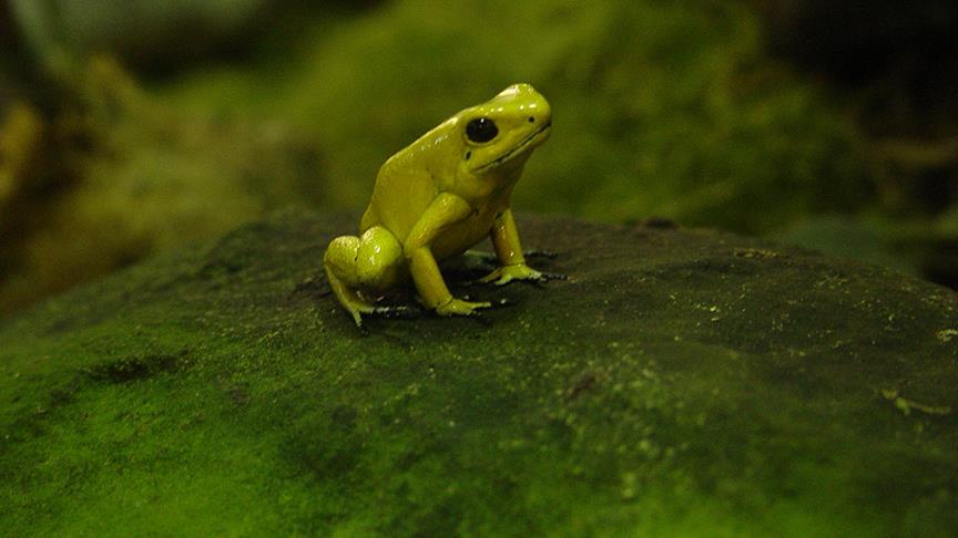 Fosforlu kurba�a bulundu