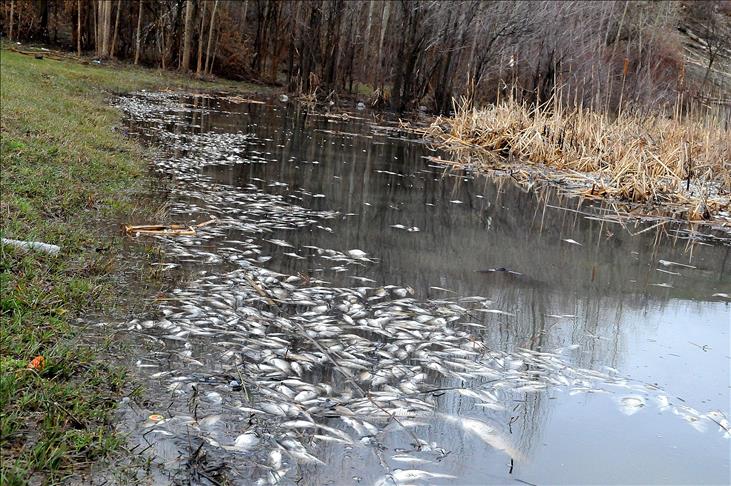 Donan g�ldeki bal�klar telef oldu