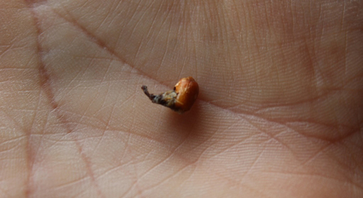 Kula��ndan filizlenmi� bu�day ��kt�