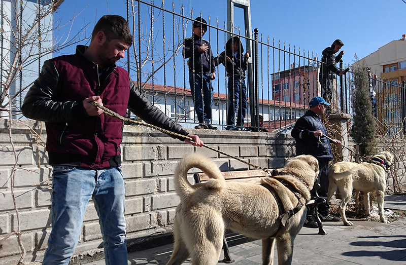 Hollanda'ya k�pekli protesto 