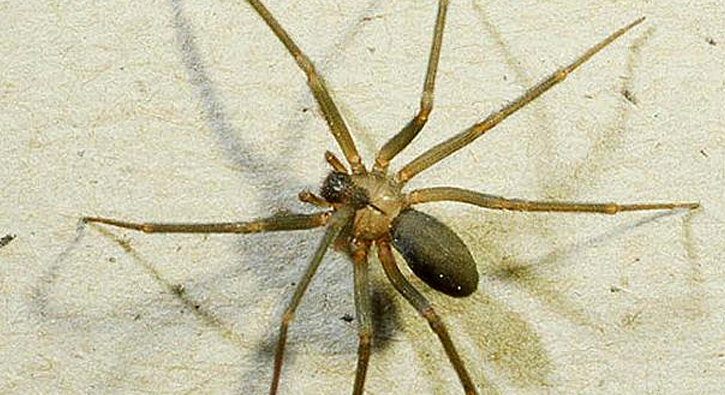 �r�mcek zehri fel� tedavisinde kullan�labilecek