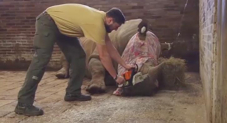 Hayvanat bah�esinde skandal! Gergedan�n boynuzunu motorlu testereyle kestiler