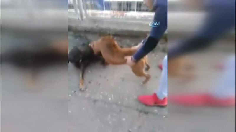 Kpek dvtren genler sosyal medyay ayaa kaldrd