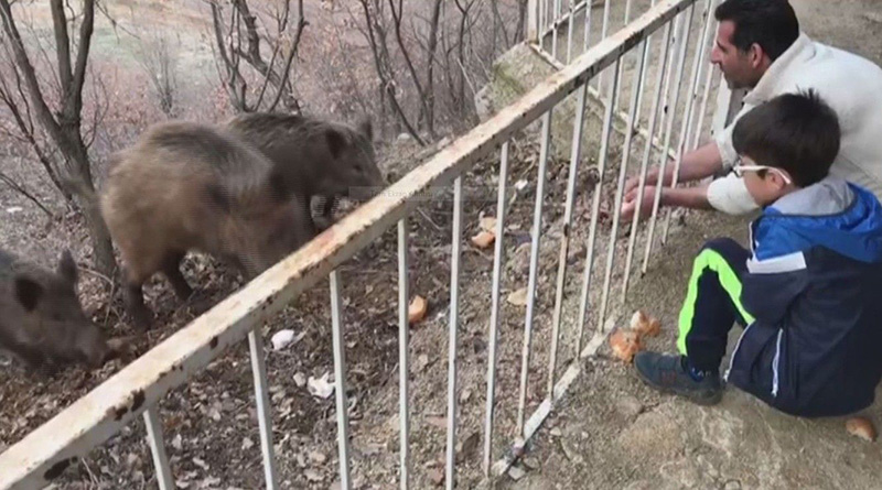 Tunceli'de, yaban domuzlar ehre inmeye devam ediyor