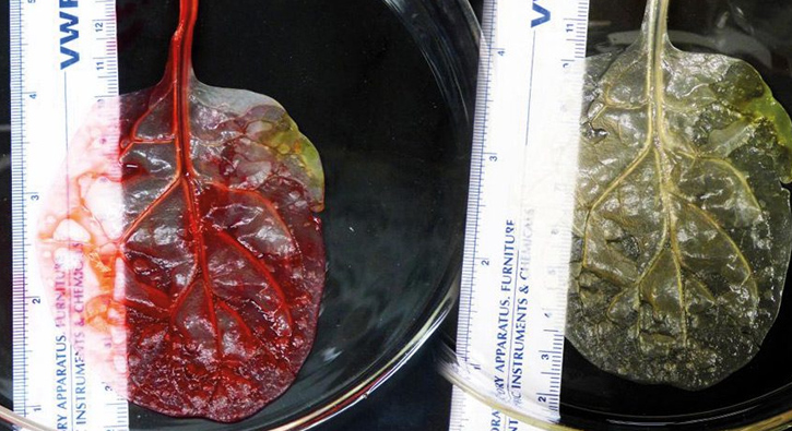 Ispanaktan kalp dokusu �rettiler!