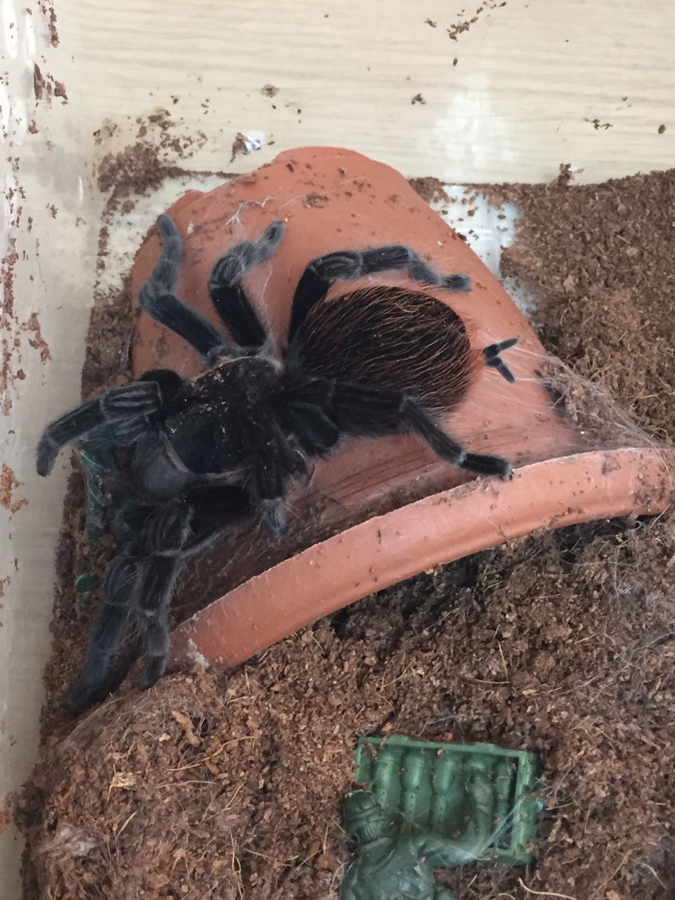 Ter�r zanl�s�n�n evinden tarantula ��kt�
