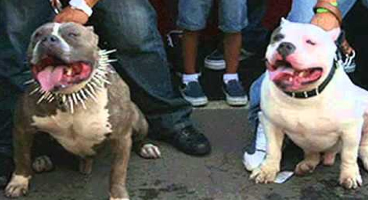 Karab�k'te pitbull cinsi k�peklerle gasp iddias�