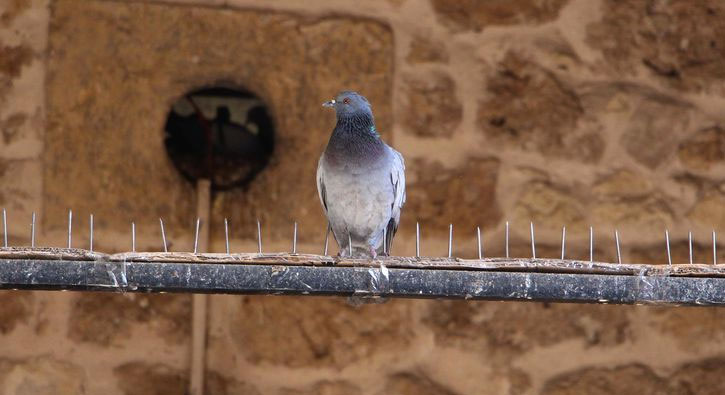 Ku�lar konmas�n diye direklere �ivi yerle�tirdi