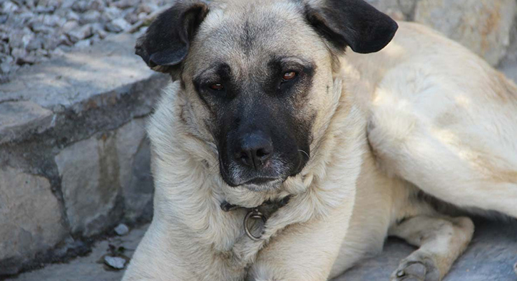 Tayvan'da yemek iin kedi ve kpek ldrmek yasakland