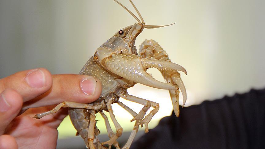 'Sesli' karidese Pink Floyd ad� verildi