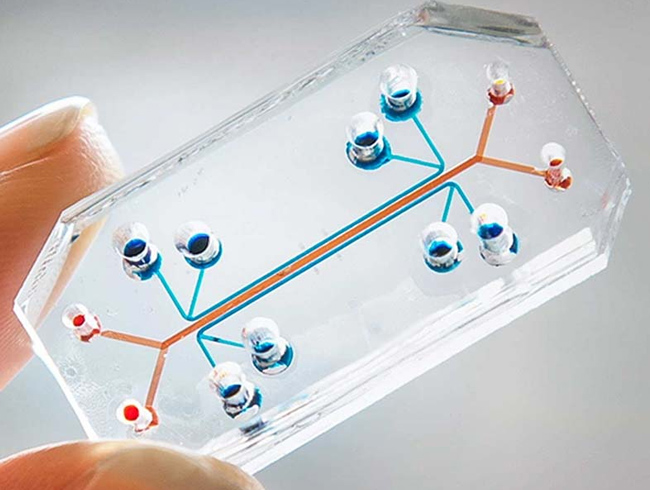 '�ip organ' teknolojisi ba�ar�ya ula�t� 
