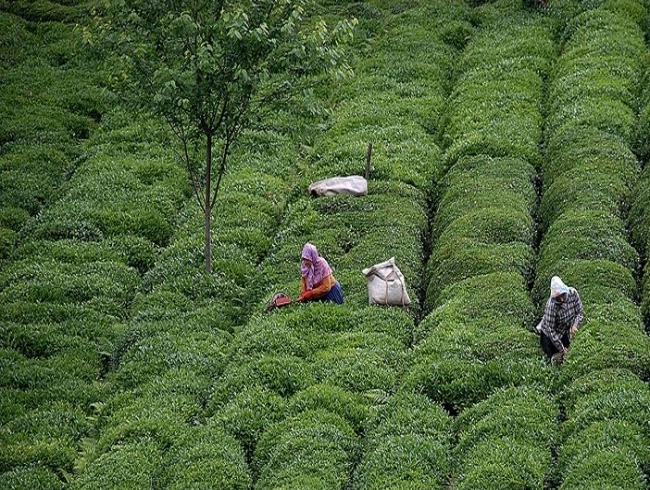 �ay ihtisas borsas� sat��a ba�lad�