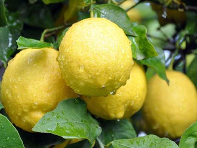 Limonun ok aracanz faydalar 