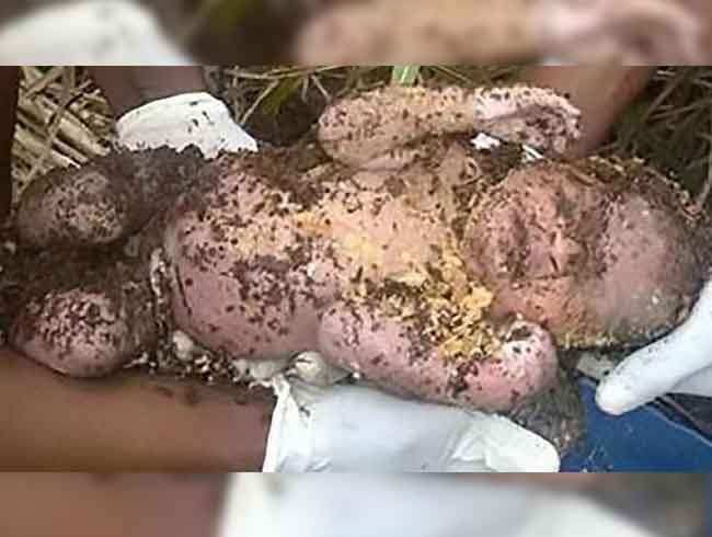 Bebe�ini diri diri topra�a g�md� 