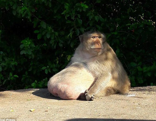 Obezite maymun oke etti!