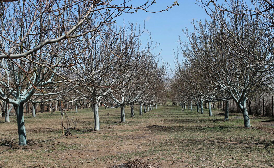 Don olay� ceviz a�a�lar�n� olumsuz etkiledi 