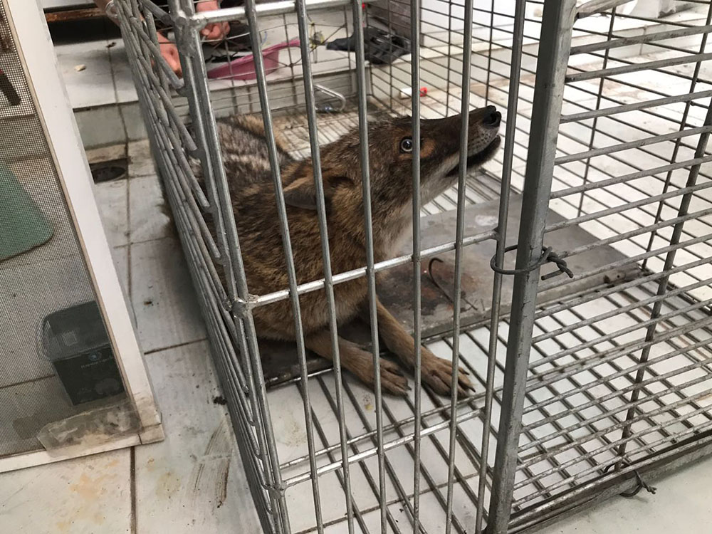 Evinde 4 g�n boyunca �akal besledi