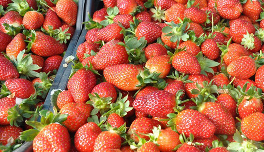 Suriye'deki T�rk askerine '�ilek' s�rprizi