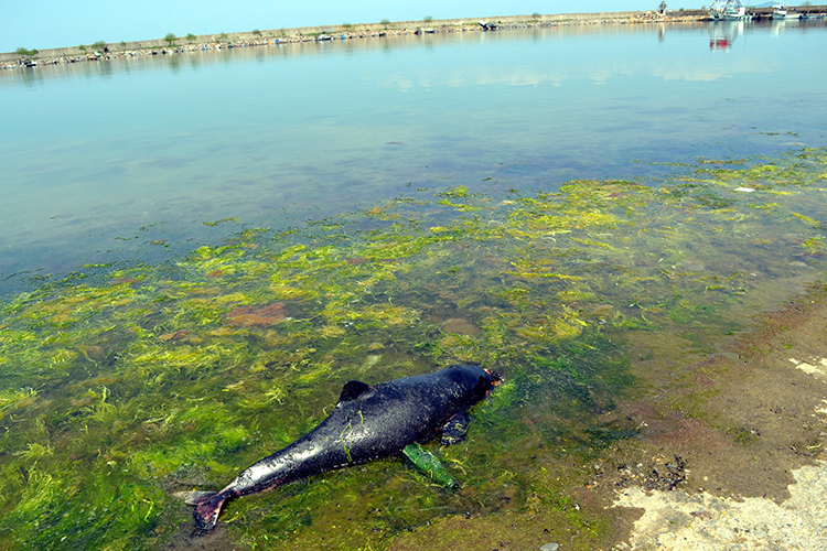 Bar�nakta mahsur kalan 2 yunus daha �ld�