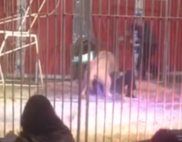 Aslan, terbiyecisini paralad