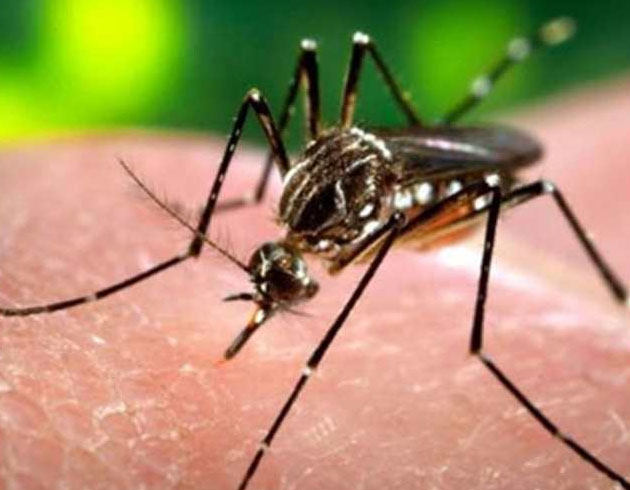 Brezilya'da Zika iin ilan edilen acil durum kaldrld