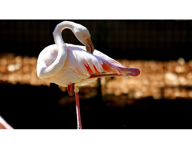 Flamingolar tek ayak stnde enerjiden tasarruf ediyor