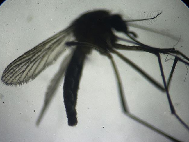 Hindistan'da Zika vakas tespit edildi