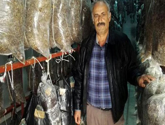 Nide'de yetitirilen istiridye mantarna dnyadan talep