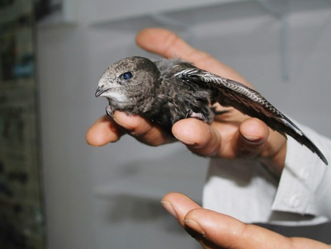 Manisa'da ebabil yavrusu Salihli Belediyesi Veteriner ��leri M�d�rl��� ekiplerine teslim edildi