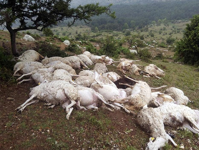 Y�ld�r�m d��t�, 73 koyun telef oldu