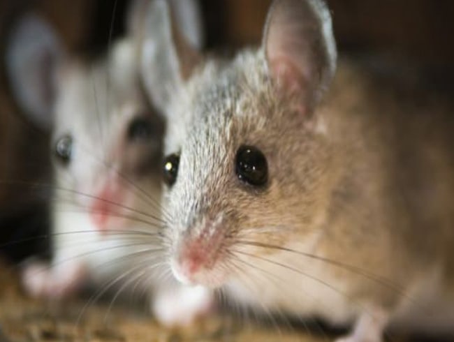 Myanmar'da k�yleri binlerce fare bast�!