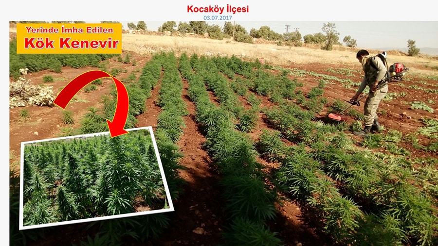 Diyarbakr'da 465 bin 719 kk Hint keneviri ele geirildi