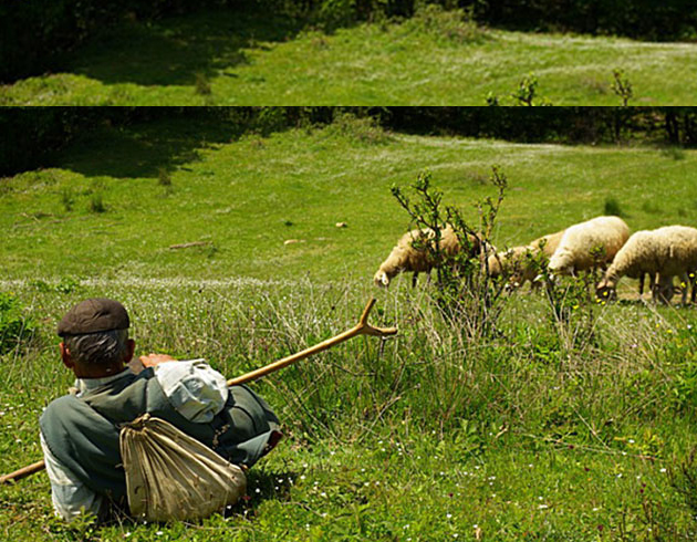 Patronunu �oban san�nca su��st� yakaland�