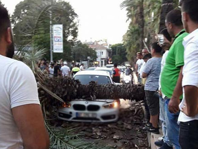 Antalya�da �devrilecek� notuyla foto�raf�n� payla�t��� a�a�, 3 saat sonra bir otomobilin �zerine devrildi