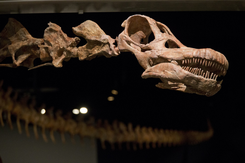 En byk dinozorun fosilleri kefedildi