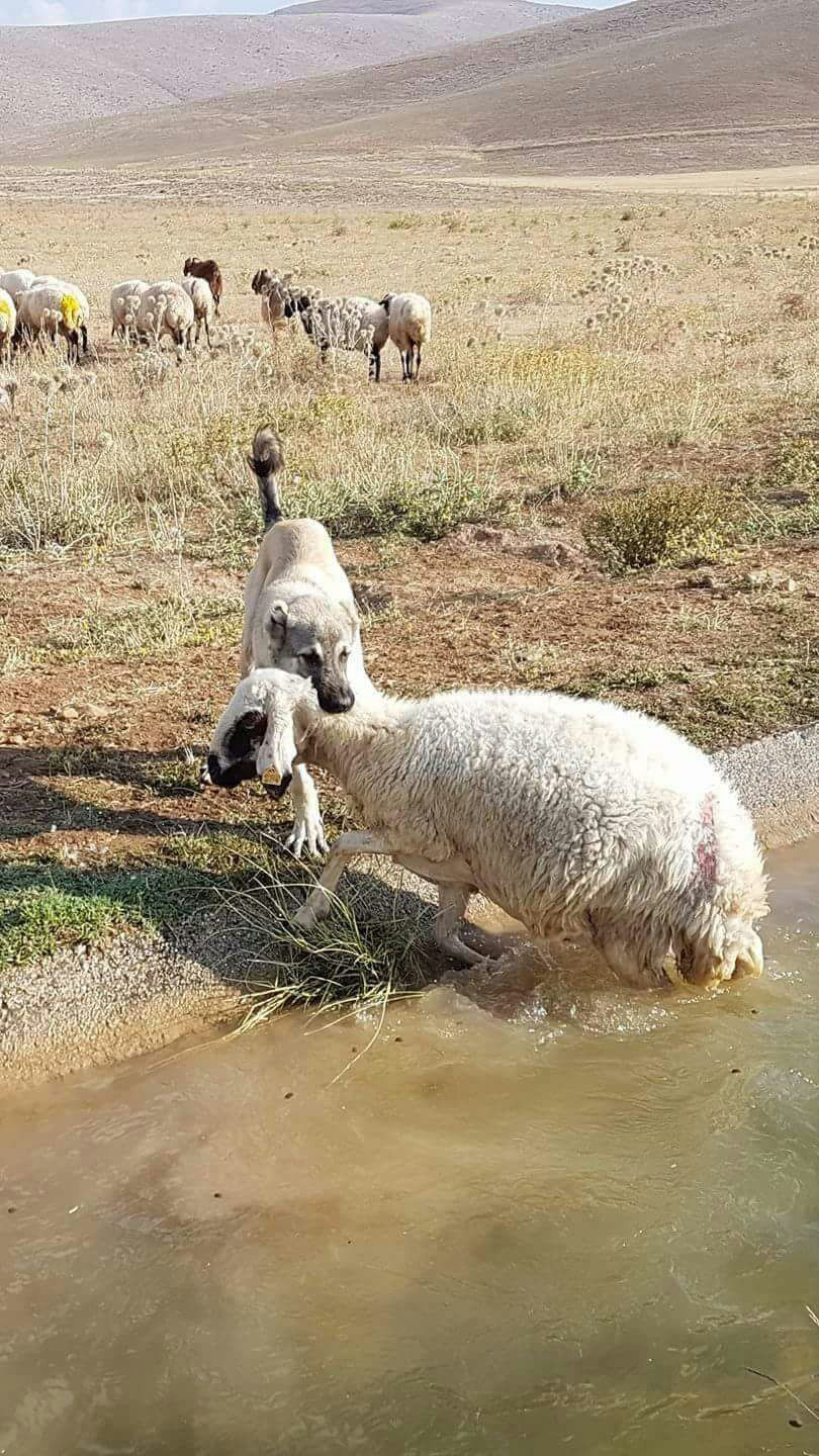Kangal kpei boulmakta olan koyunu lmden kurtard