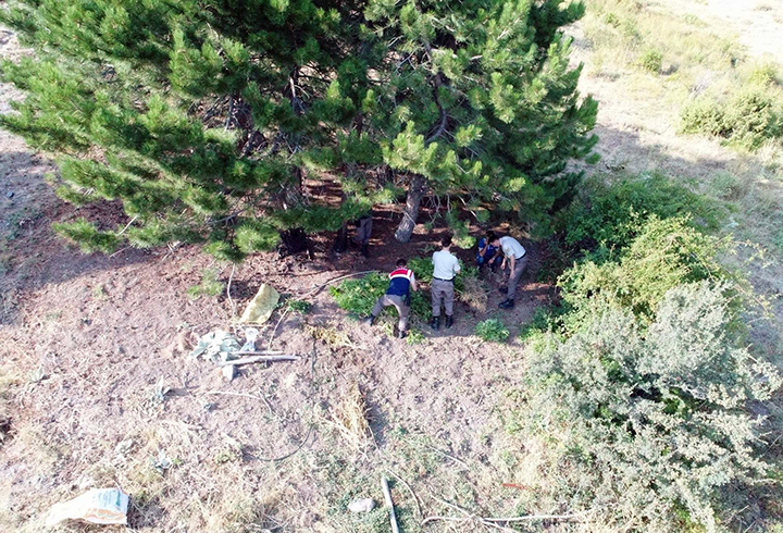 Afyonkarahisar'da dalk blgeye ekilen Hint kenevirleri drone ile bulundu