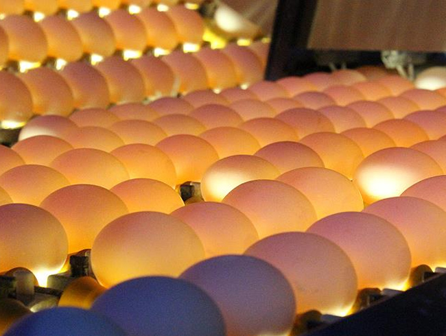 Trkiye'deki yumurtalarda ''fipronil'' kmad