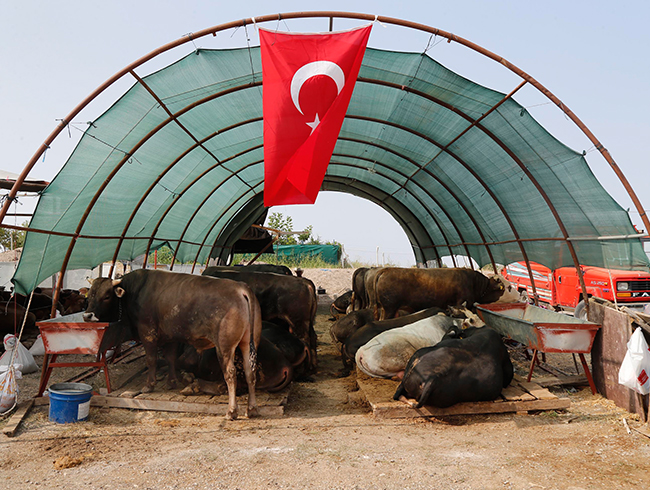 Glba Belediyesi Kurban Bayramna hazr