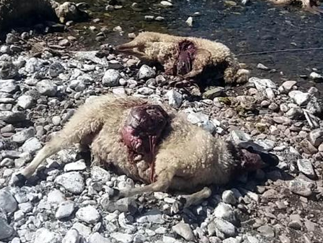 Erzincan'n Tercan ilesine bal Gvenlik Ky'nde kurtlar 80 koyunu telef etti