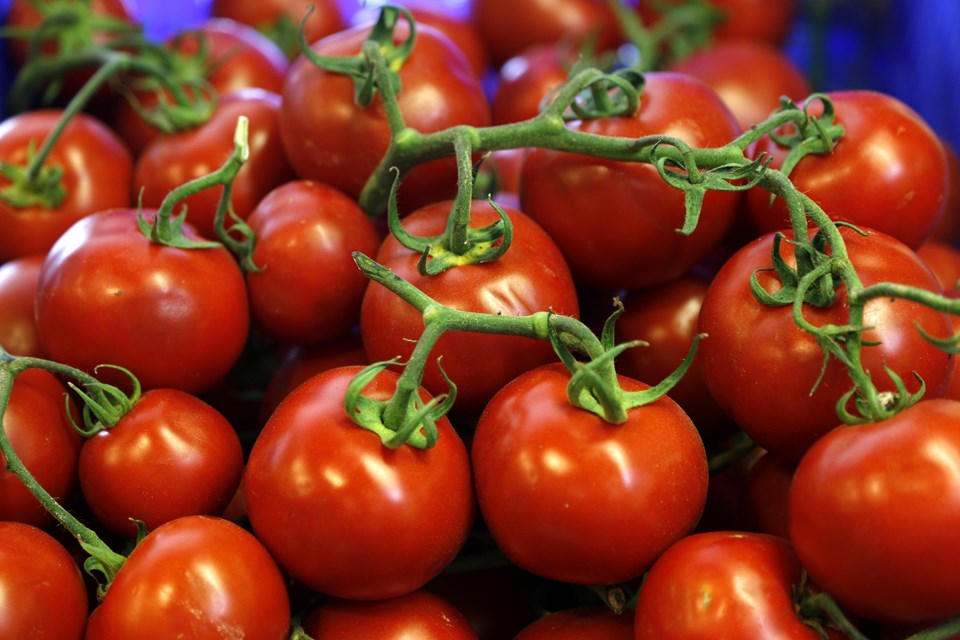 Rusya Tarm Bakan Aleksey Tkaev: Trkiyeden domates alabiliriz