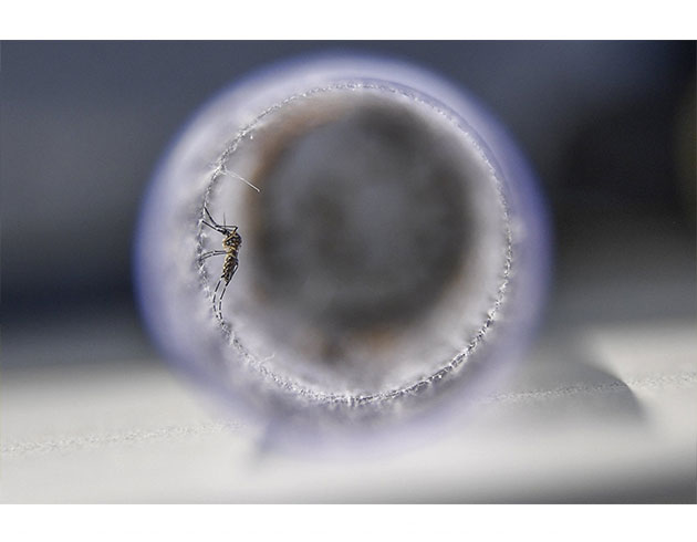 Zika virs beyin kanserinin tedavisinde kullanlabilir