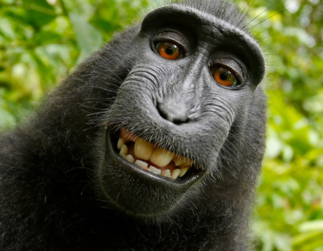 Fotoraf maymunun ektii selfie'nin telif hakkn kazand